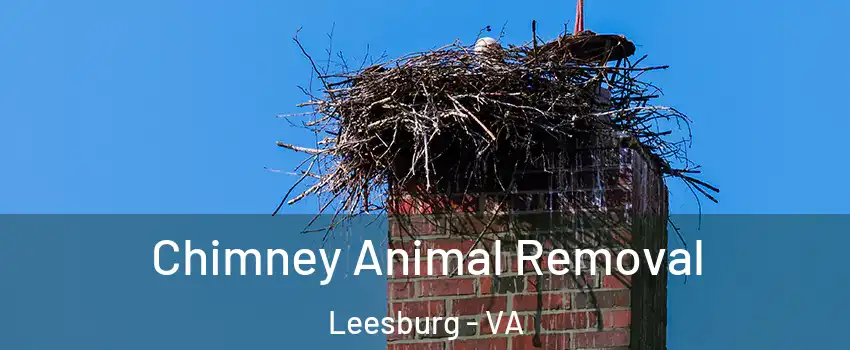 Chimney Animal Removal Leesburg - VA