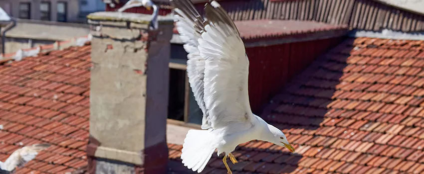 Residential Chimney Animal Removal Solution in Leesburg, VA