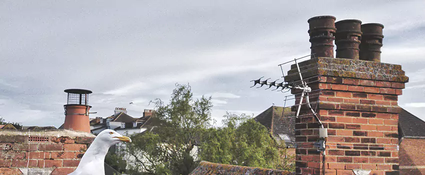 Chimney Cleaning And Restoration in Leesburg, Virginia